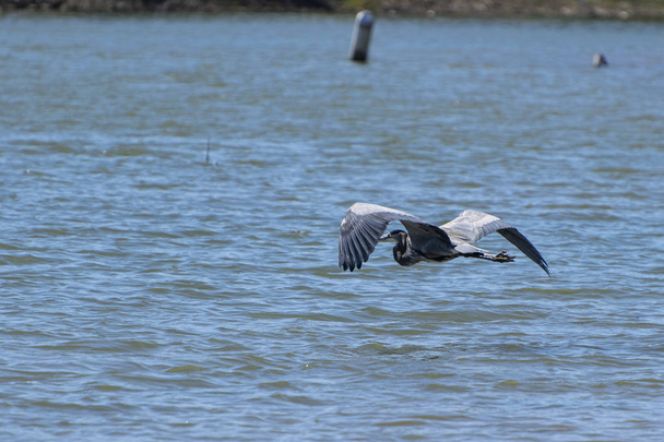 Μεγάλη Blue Heron πετούν χαμηλά πάνω από τη λίμνη με τα φτερά καμπύλα - Φωτογραφία, εικόνα