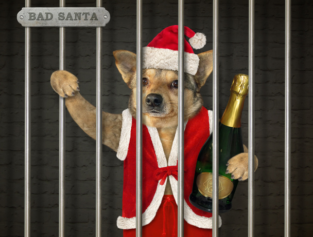 Noel Baba kıyafetli köpek hapishanede. - Fotoğraf, Görsel