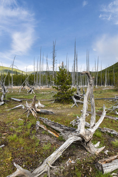 Mrtvé stromy v Yellowstonském národním parku - Fotografie, Obrázek