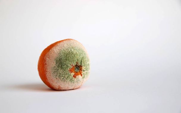 Foul, moldy tangerine with white and green mold on a white background. - Foto, imagen