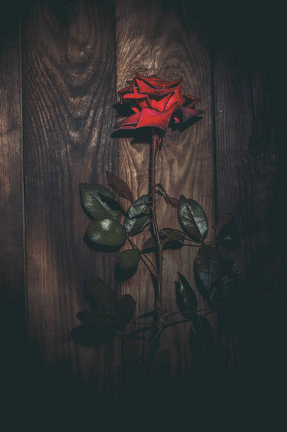 Beautiful red rose on a brown wooden surface - Foto, immagini