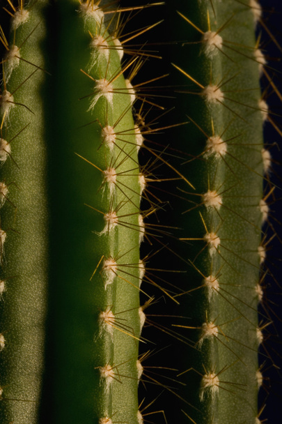 Cactus Close-Up - Φωτογραφία, εικόνα