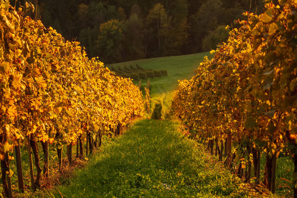Vineyards row in Slovenia - 写真・画像