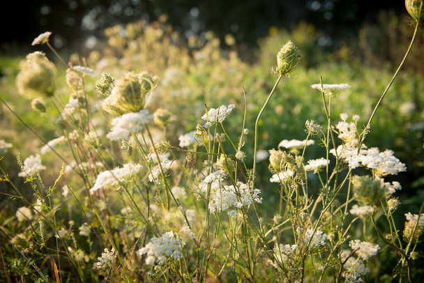 Beautiful tender wildflowers dreamy cow parsley on the field - Photo, Image