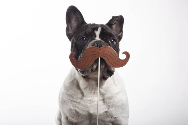 Cane bulldog francese con finti baffi di carta isolati su sfondo bianco
 - Foto, immagini