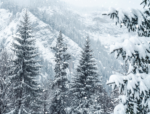 Karlı ormandaki soğuk kış manzarası. Noel arkaplanı köknar ağaçları ve kışın bulanık arkaplanı. Mutlu yıllar kartı. - Fotoğraf, Görsel