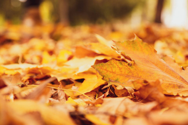 Montón de hermosas hojas de otoño en el suelo
 - Foto, Imagen