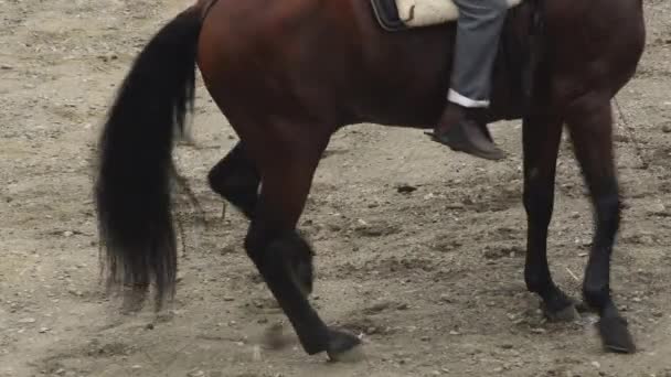 Cavallo spagnolo che esegue una mostra equestre - Filmati, video