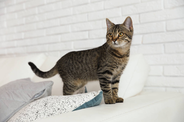 Cute tabby cat on sofa at home. Lovely pet - Foto, imagen