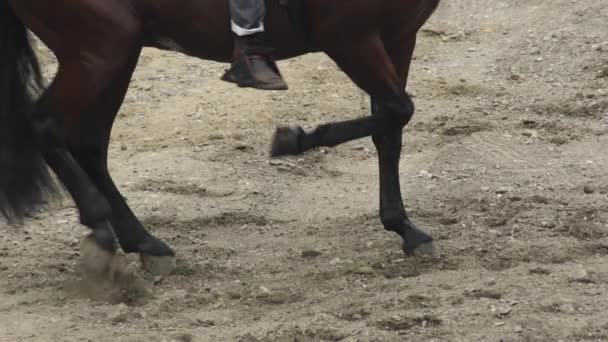 Ανδαλουσιανό άλογο εκτελεί μια έκθεση ιππασίας - Πλάνα, βίντεο