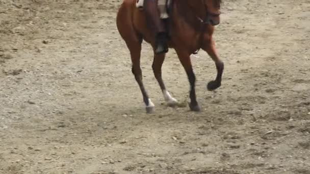 Spaans paard dat een paardensport tentoonstelling houdt - Video