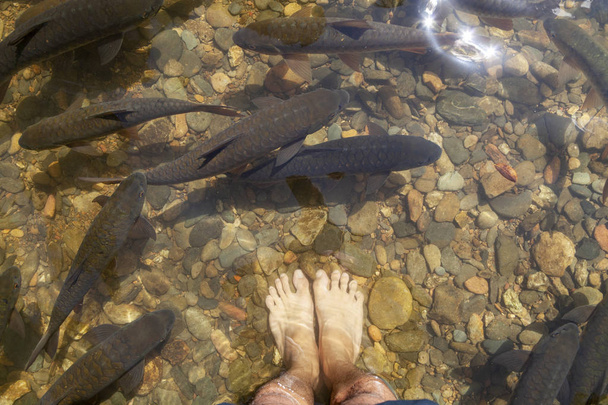 Şelalede ayaklar ve balıklar güneş ışığıyla - Fotoğraf, Görsel
