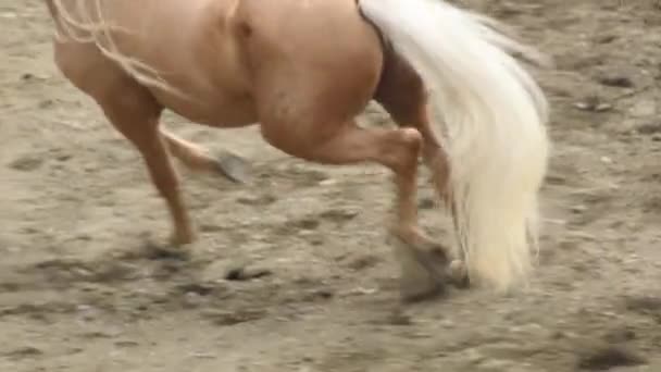 Spanish horse trotting and galloping in a equestrian exhibition - Materiaali, video