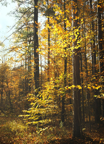 Autmn Forest - Valokuva, kuva