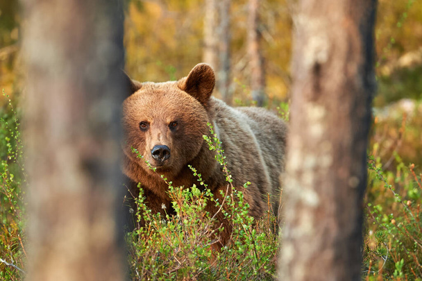 wild brown bear (Ursus arctos)in the forest. - Photo, Image