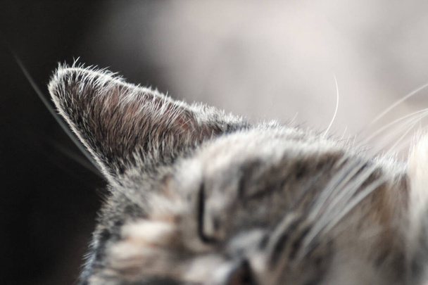 Foco seletivo da orelha de gato adormecido, isolado em fundo de borrão
 - Foto, Imagem