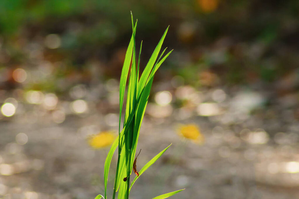 Kawałek świeżej zielonej trawy odizolowany na rozmytym naturalnym tle. - Zdjęcie, obraz