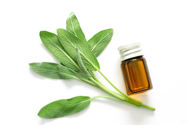 Close up fresh green sage herb leaf with a bottle of essential o - Photo, Image
