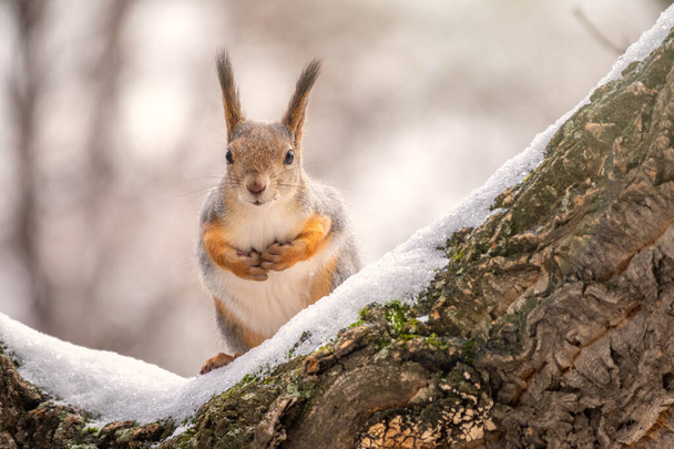 Squirrel in winter sits on a tree branch with snow. - Fotografie, Obrázek