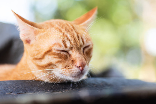 Κοντινό πλάνο του τζίντζερ γάτα κοιμάται σε εξωτερικούς χώρους - Φωτογραφία, εικόνα