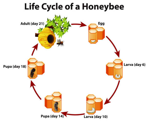 Диаграмма, показывающая жизненный цикл пчелы
 - Вектор,изображение