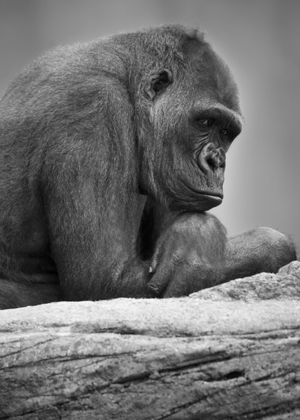 Gorilla Portrait - Fotografie, Obrázek