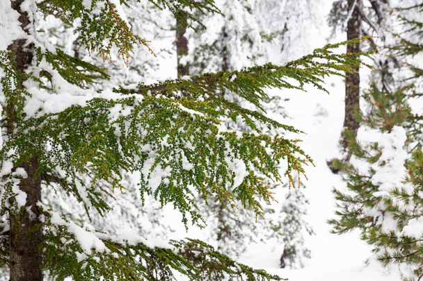 Neve sugli alberi
 - Foto, immagini