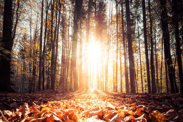 Forest landscape in autumn: Colorful leaves and positive atmosph - Fotó, kép