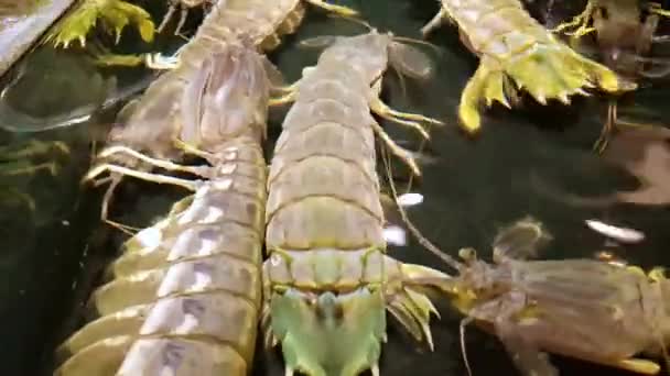 close-upbeelden van kreeften onder water in aquarium op de markt - Video