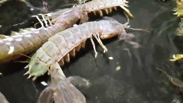 images rapprochées de homards sous-marins dans un aquarium sur le marché
 - Séquence, vidéo