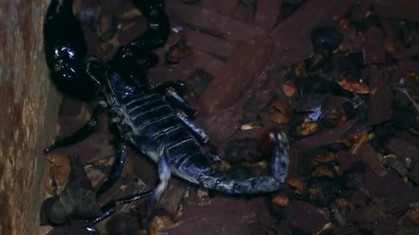 lähikuva mustasta skorpionista terrariumissa
 - Materiaali, video