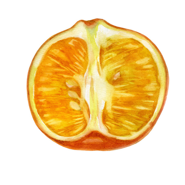 Watercolor illustration. Mandarin. Half tangerine. Unpeeled mandarin fruit. - Fotó, kép