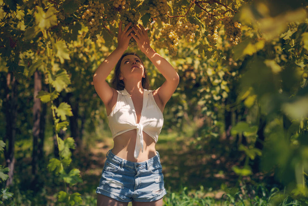 Beautiful girl in shorts and top in a vineyard on a warm sunny evening - Фото, зображення