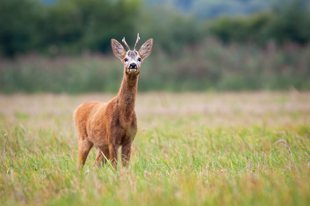 Roe deer buck on the grassy meadow smelling something in the air - Photo, Image