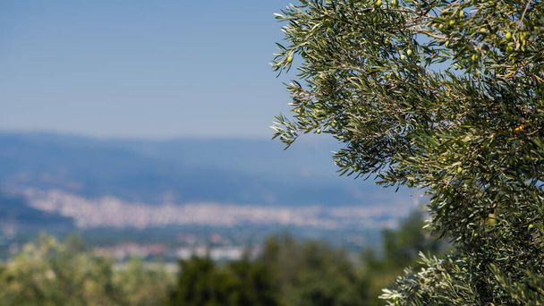 Olive tree on the background of the Greek city of Vergina - Fotó, kép