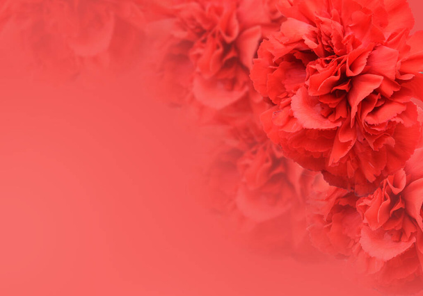 Beautiful carnation flowers on color background - 写真・画像