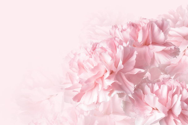 Beautiful carnation flowers on color background - Фото, изображение