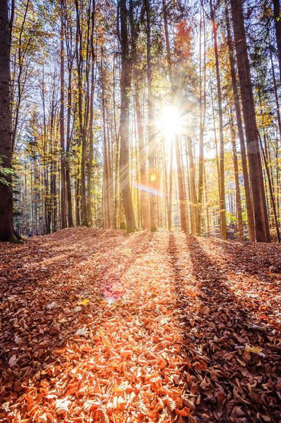 Forest landscape in autumn: Colorful leaves and positive atmosph - Fotografie, Obrázek