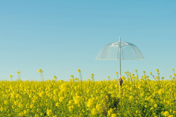 Female hand with a transparent umbrella in the field with yellow flowers on a sunny summer day - Foto, Imagen
