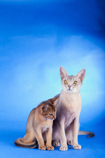 Две абиссинские кошки на синем фоне
 - Фото, изображение