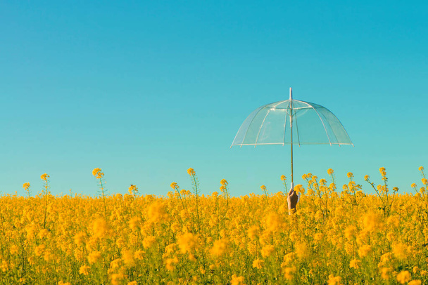 Female hand with a transparent umbrella in the field with yellow flowers on a sunny summer day - Fotografie, Obrázek