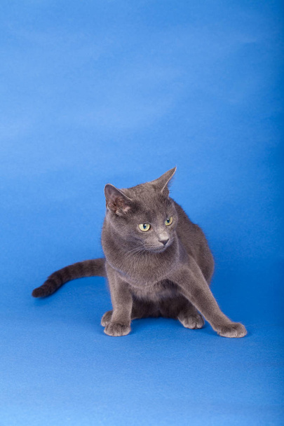 Студийный кадр русского голубого кота, котенка
 - Фото, изображение