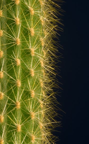 Cactus - Fotografie, Obrázek