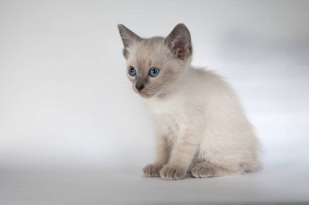 Un gato siamés sobre un fondo blanco
 - Foto, Imagen