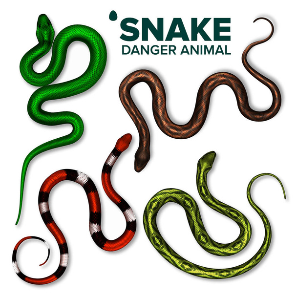 Snake Collection Of Wild Danger Animal Set Vector - Vector, Image