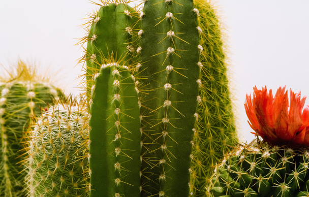 Cactuses - Fotoğraf, Görsel