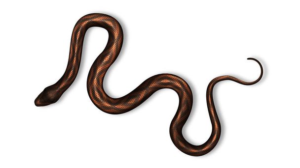 Serpente con veleno pericoloso e vettore di colore luminoso
 - Vettoriali, immagini