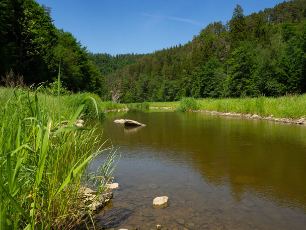 Joki Reparian metsässä kesällä
 - Valokuva, kuva