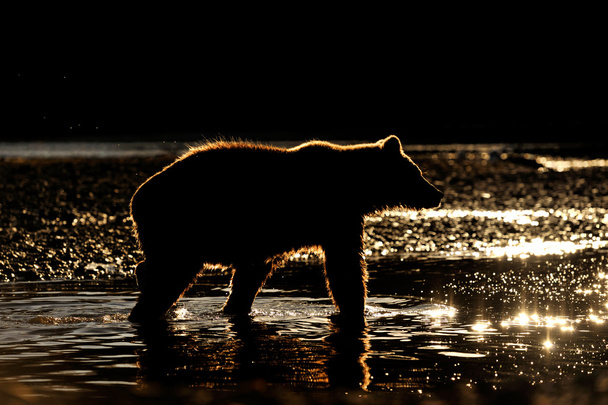 Медведь-гризли (Ursus arctos horribs)
) - Фото, изображение