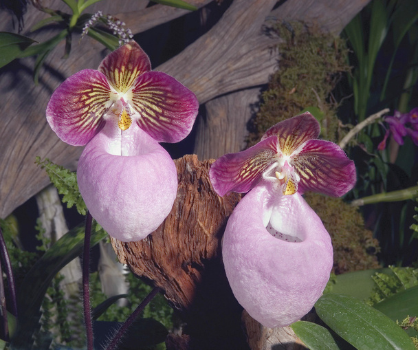 Chinese Orchids - Foto, Imagen